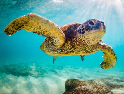 Hawaian Green Sea Turtle