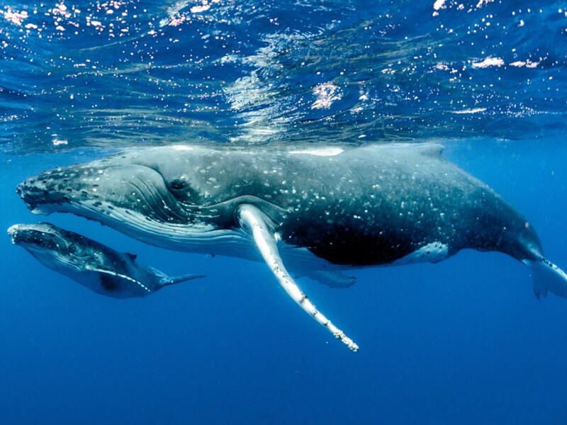 wale mom with her baby